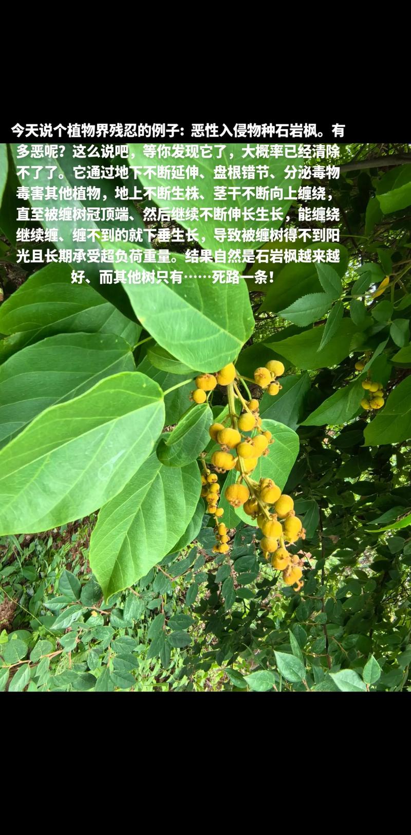 森林杀手